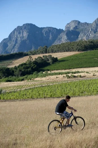 Cycling around the vineyard