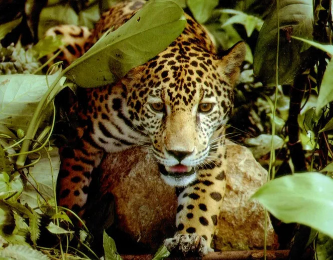 The Amazonian Jaguar looks like he'd eat reindeer for breakfast.