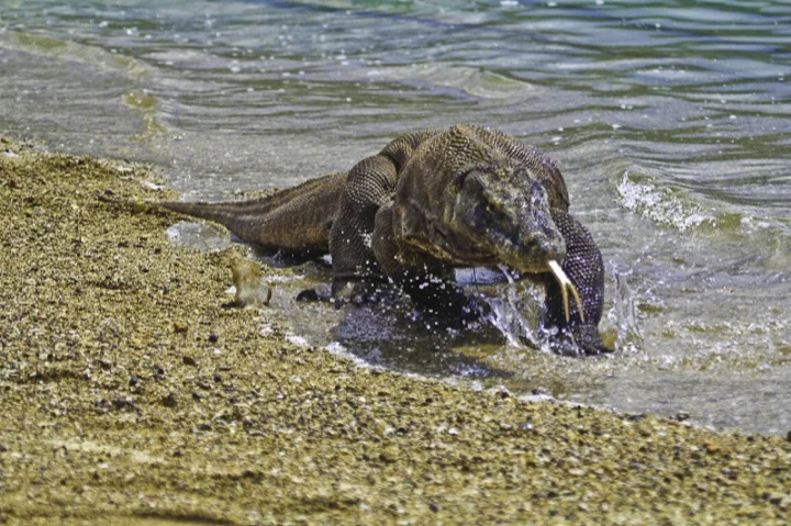 David Hasselhof has nothing on this fine fella - a Komodo Dragon on Rinca