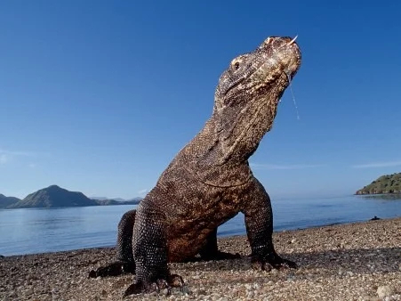 Komodo Dragon in Komodo National Park
