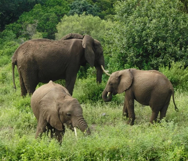 Elephants in Tanzania