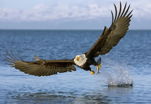 A Bald Eagle along the Fraser River