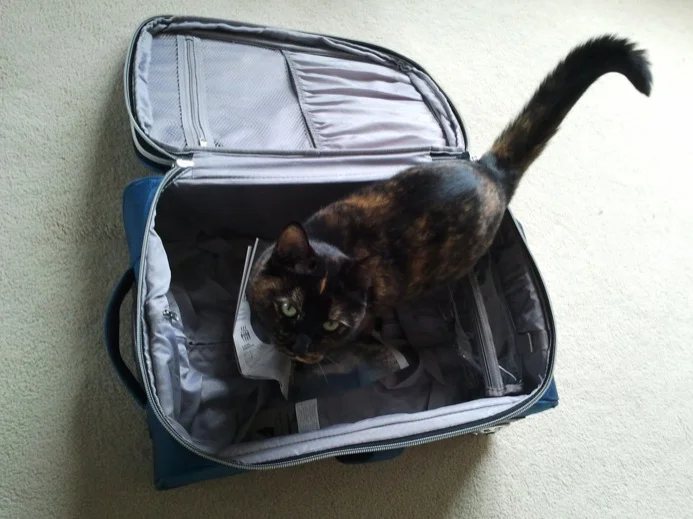 Leaving the cat behind is a good start