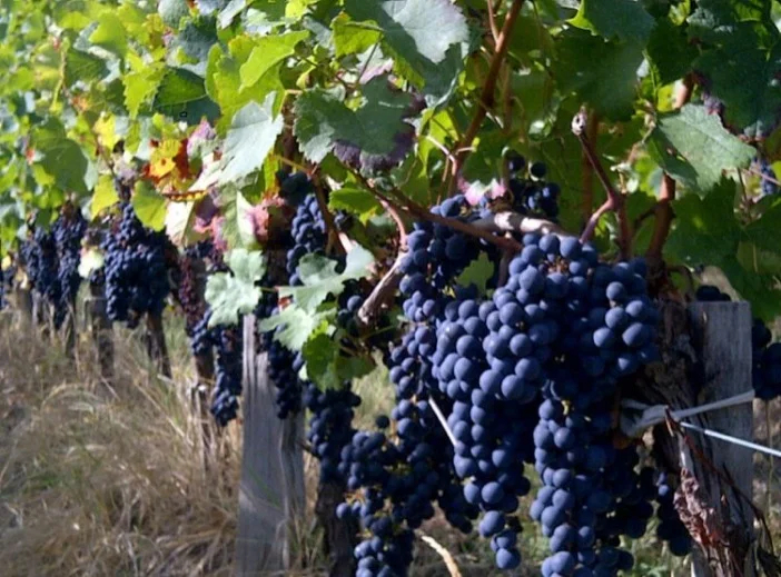 Grapes in Bordeaux