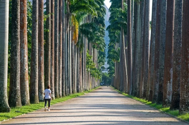 Rio's Botanical Gardens