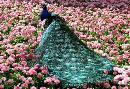 Dazzling peacocks and flowers in Victoria's Beacon Hill Park granted to the City in 1882.