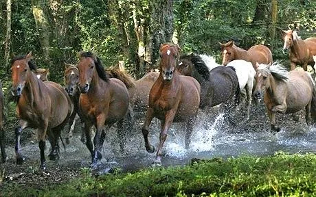 New Forest Ponies
