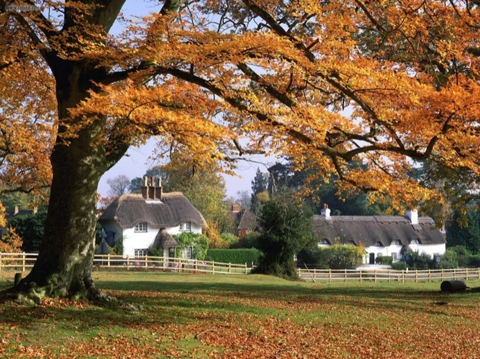 New Forest Countryside