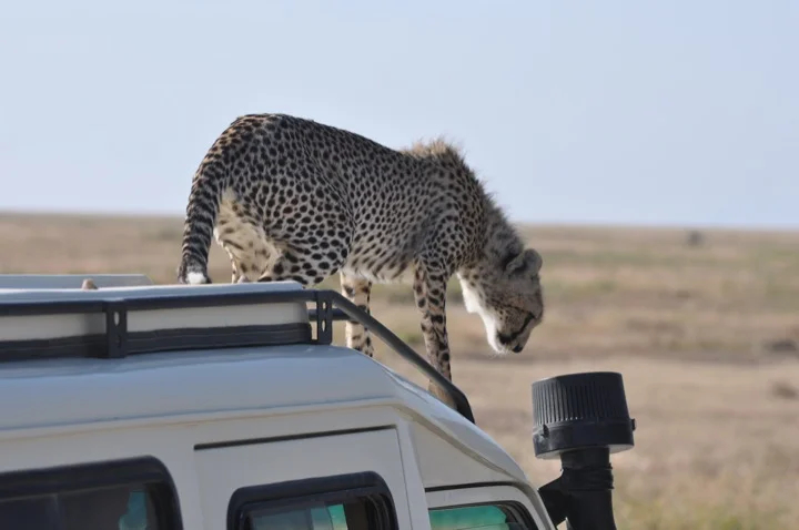 Cheetah