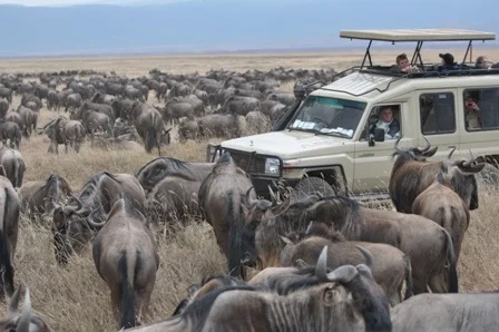 Wildebeest