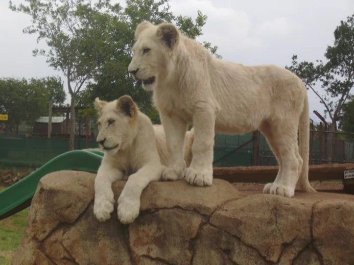 White lions at the reserve