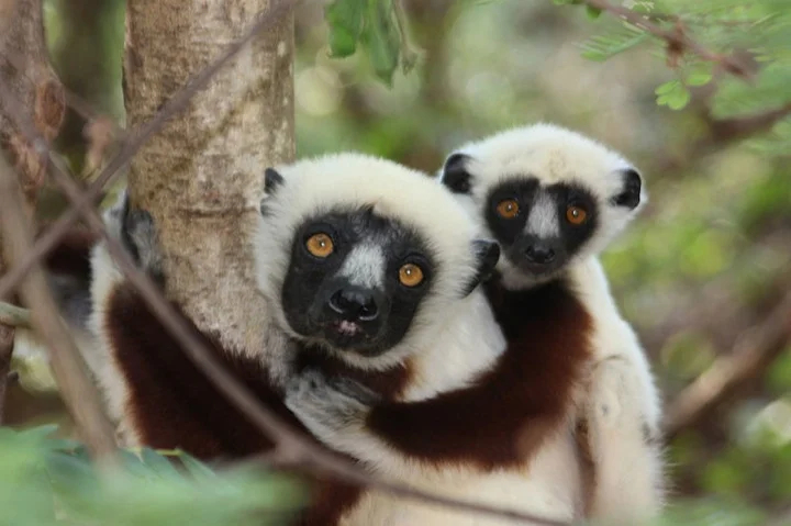 Ring tailed lemurs in Madagasar