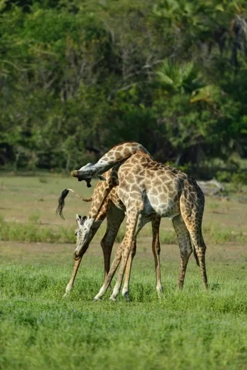On safari in Tanzania