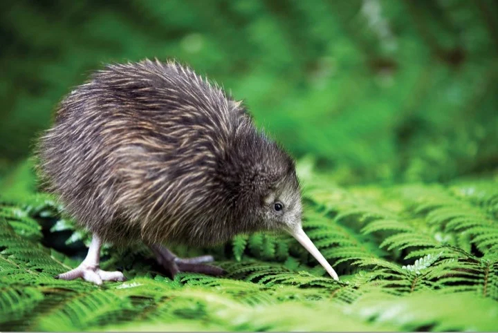 Kiwi bird