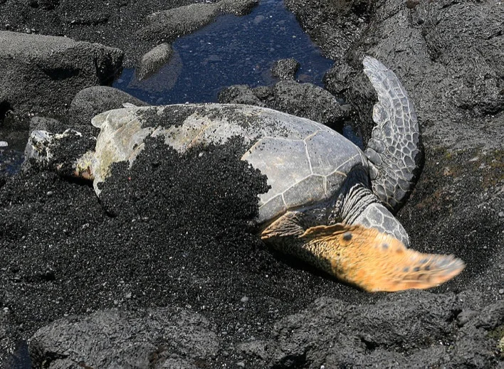 Sea turtle cools off on Punalu'u Black Sand Beach