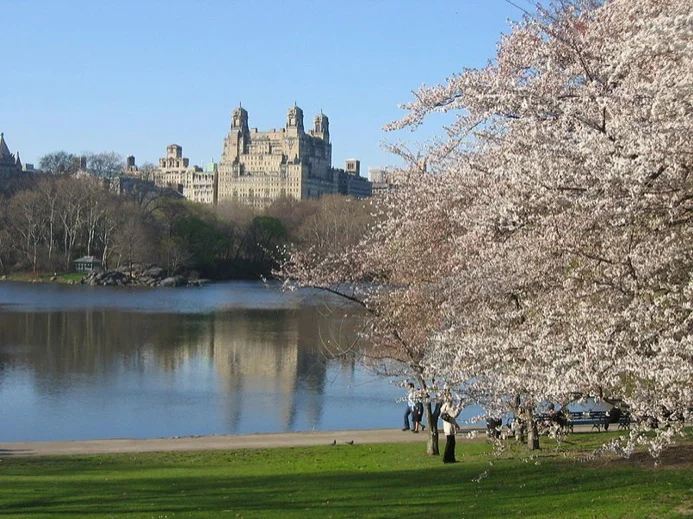 Cherry blossoms in Central Park