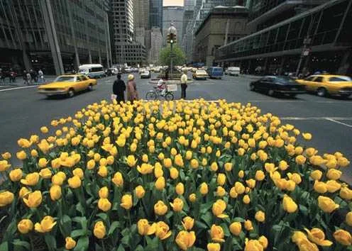 Yellow Tulips shout in midtown Manhatttan