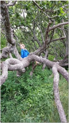 Climbing the famous Garry Oaks