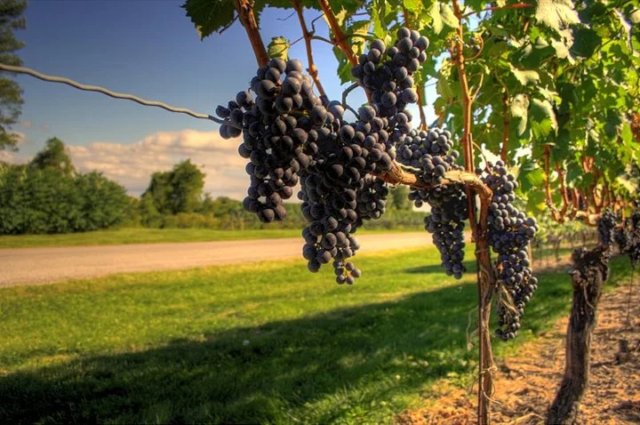 Ripe grapes grow nearby Niagara-on-the-Lake