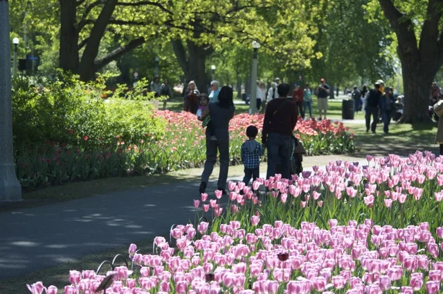 Tulip Festival in Ottawa