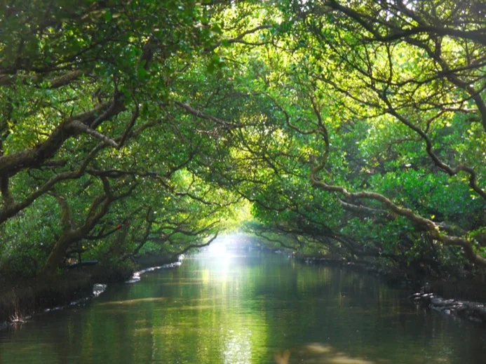 Sicao Mangroves Green Tunnel, Tainan
