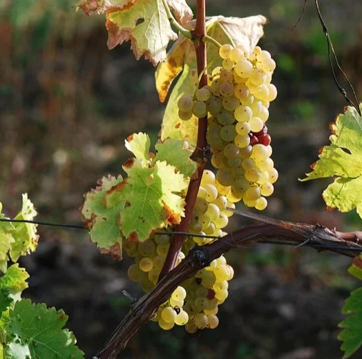 Cognac grapes