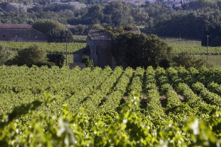 Champagne region of France