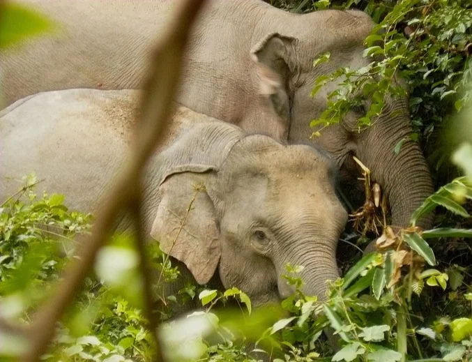 Wild elephants graze in Khao Yai National Park, Thailand