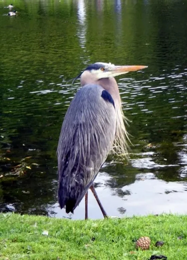 Great Blue Heron in Beacon Hill Park, Victoria