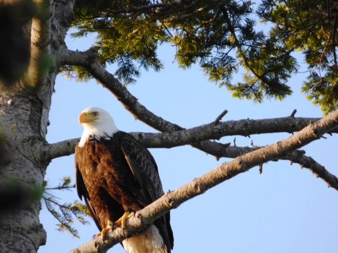 Bald eagle, photo taken by one of Mark's travellers on tour this week