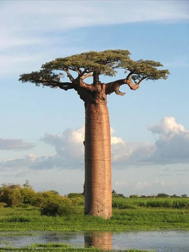 Baobob, Madagascar