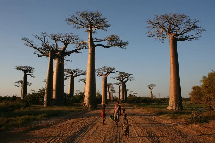 Walking the Avenue of the Baobabs