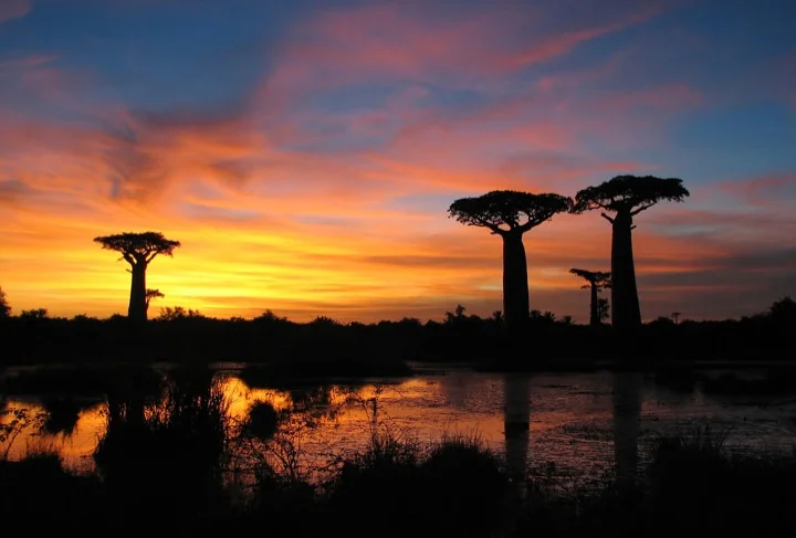 Sunset at Avenue of the Baobabs