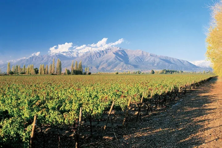 Vineyards near Santiago, Chile