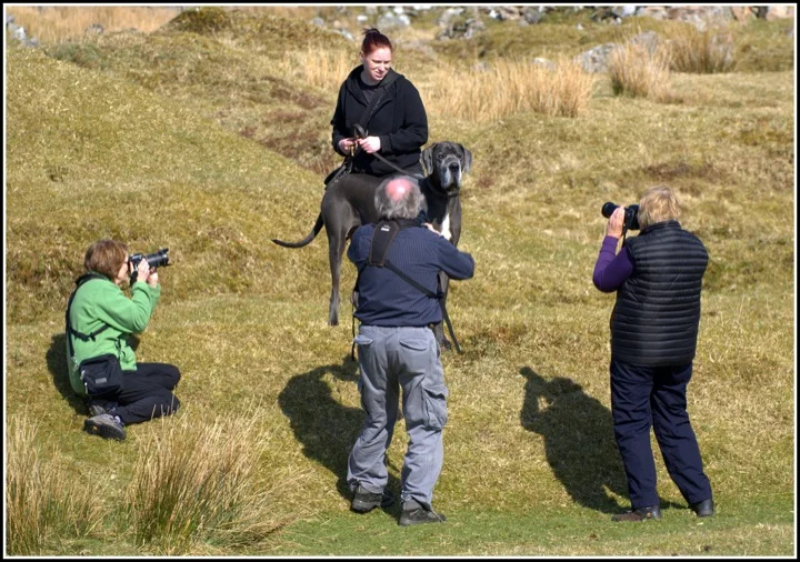 Luther, star of a Hound of the Baskerville camera shoot