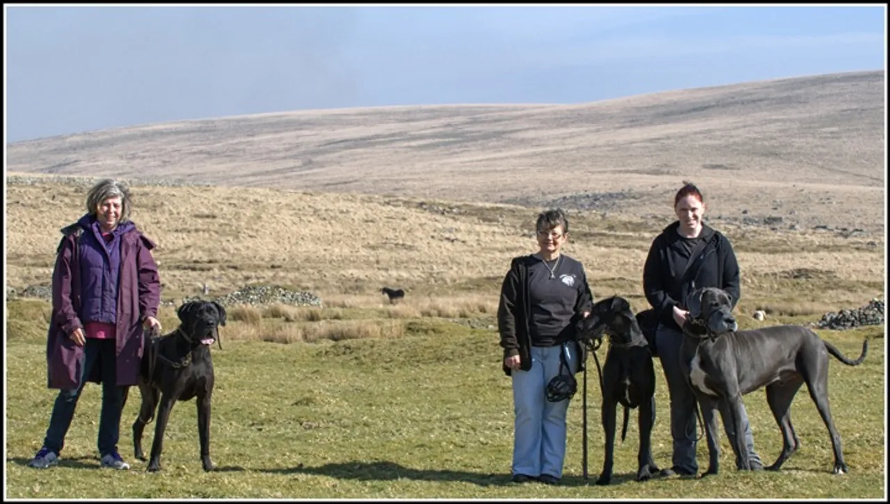 Great Danes come together