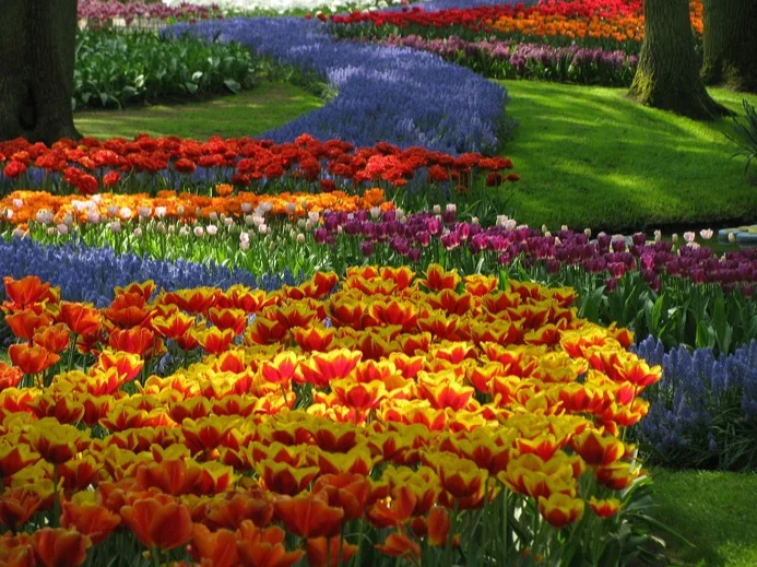 Keukenhof Gardens: day trip from Amsterdam