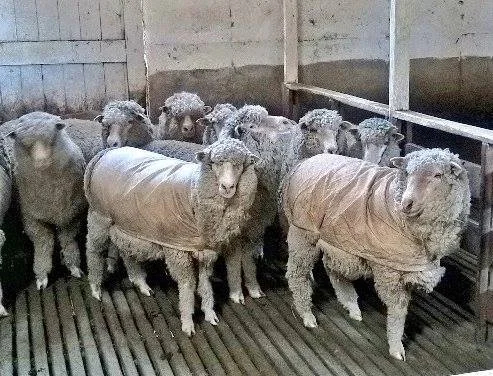 "Baaa!" say these Aussie sheep to our traveler Maureen.