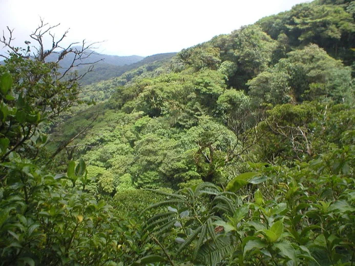 Nicaragua's cloud forests