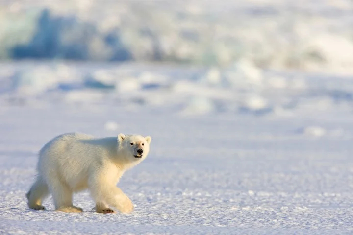 Svalbard "Isbjørn" (Polarbear)