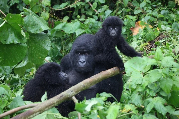 Gorilla trekking in Rwanda