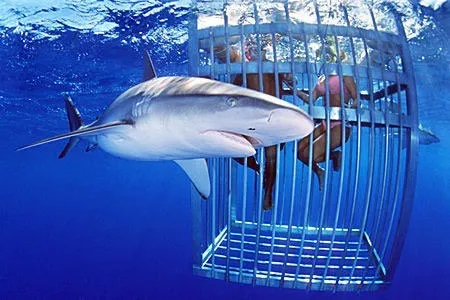 Do you dare? Shark diving in Cape Town, South Africa