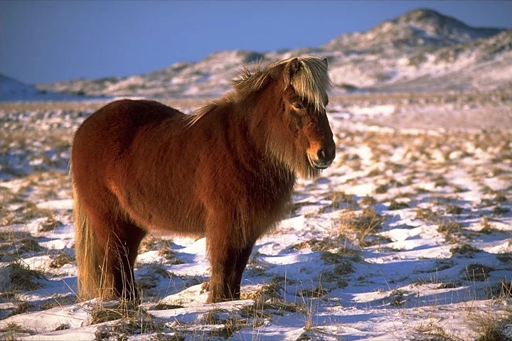 Icelandic horse - one of the country's cuter ambassadors!
