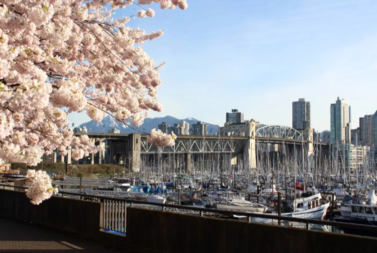 Blossoms near Granville Island, Vancouver