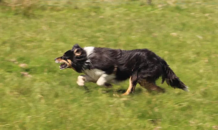 Matt the Border Collie in action