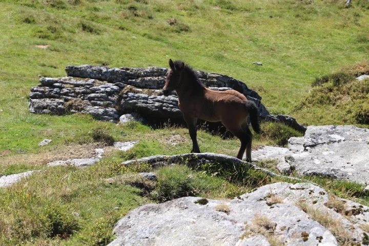 Another furry friend in Dartmoor