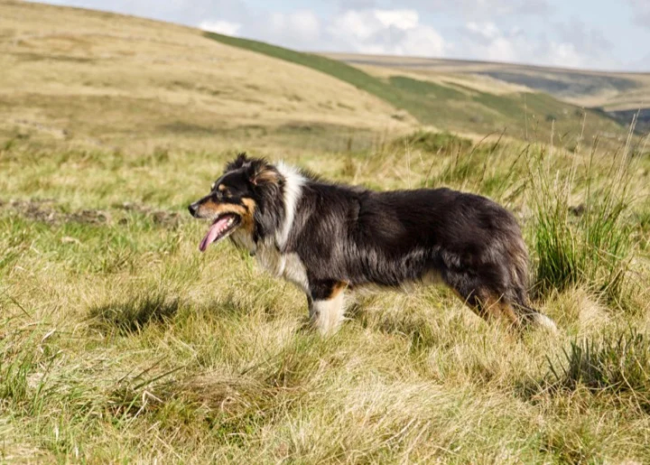 Matt and the beautiful Dartmoor landscape