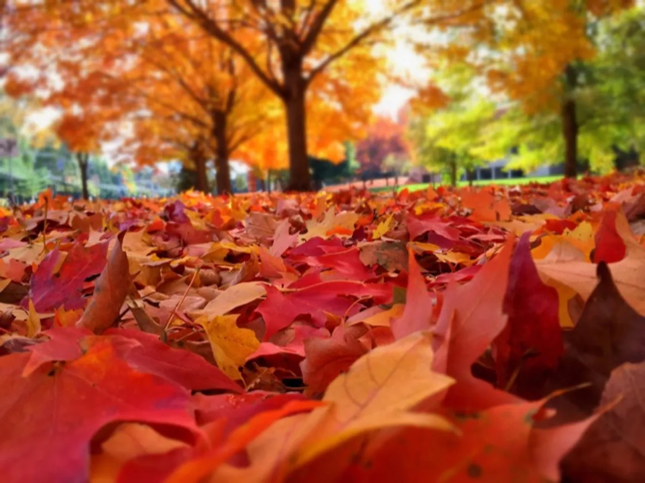 Leaves underfoot in Niagara, Ontario