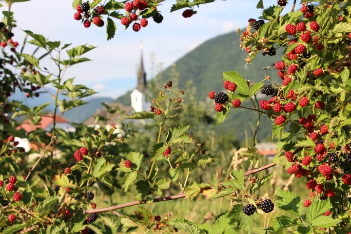 Blackberries on the Slibar Farm, near Lake Bled