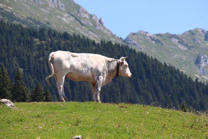 Cow in high alpine pasture